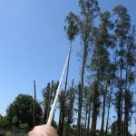 Eucalyptus Grove Topping