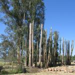 Eucalyptus Grove Topping