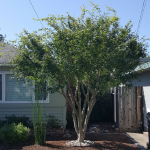 Japanese Maple After Pruning