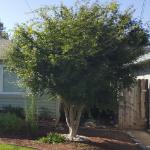 Japanese Maple Before Pruning