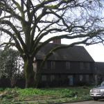 Oak tree after pruning