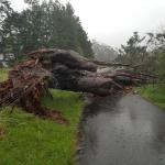 Fallen Tree