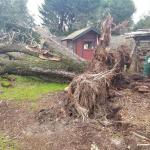 Fallen Tree