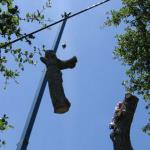 Crane Assisted Tree Removal